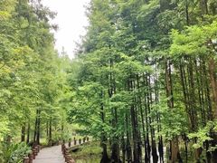 -桤木河湿地公园