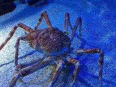 -上海海洋水族馆
