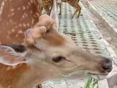 -北京鹿世界主题园