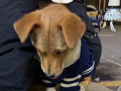 -艾贝尔宠物医院·狂犬免疫点(江山金象城店)