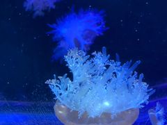 -太平洋海底世界