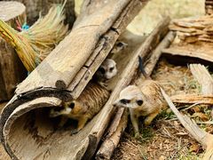 -大连森林动物园