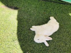 -萌宠亲子动物乐园(槐房万达店)