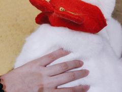 -猫咖时代(中山亭店)