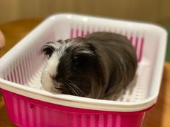 -藦茜花园宠物主题亲子互动体验馆(国顺东路店)