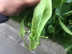 -墨尔本皇家植物园
