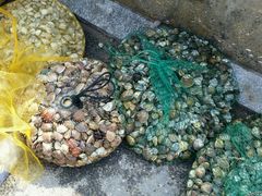 android_upload_pic-北海金海湾红树林生态旅游区