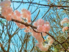 -天适樱花悠乐园