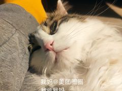 -小凤庭·地道湖北菜武昌鱼·藕汤(38年黄鹤楼店)
