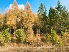 -塞罕坝国家级自然保护区