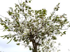 -露天矿生态公园