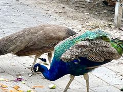 -丽泽山庄·生态怀柔菜·虹鳟鱼(红螺寺店)