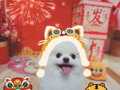 -佐罗家宠物馆·猫文化馆(紫霞路店)