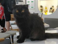 -喵园·猫主题咖啡厅·撸猫·猫咖(国贸店)