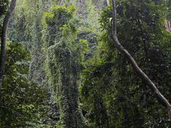 -西双版纳原始森林公园