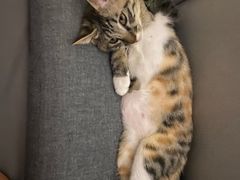 -艾贝尔宠物医院·24H转诊中心·肿瘤猫专科(江宁双龙店)