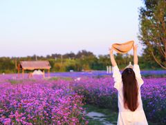 -北京东方普罗旺斯薰衣草庄园