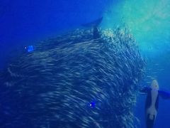 -烟台海昌鲸鲨海洋公园