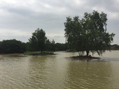 -大湾区中央湿地公园