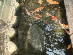 -上海大自然野生昆虫馆(东方明珠·爬宠昆虫探索中心)