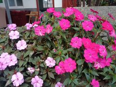 -瑞丰园庭院餐厅·白族传统家常菜
