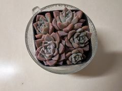 -喜茶(上海打浦桥日月光店)