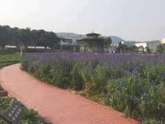 -玫瑰小镇