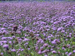 景点-紫海香堤香草艺术庄园