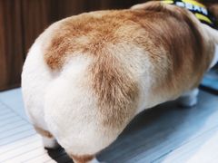 -PETKIT 小佩宠物·低压洗护·美容·寄养(安远店)