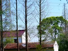 -上海佘山国家森林公园天马山园