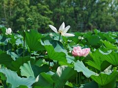 -金鸡湖桃花岛
