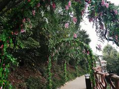 -少华山国家森林公园