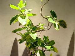 -满堂匠心川宴·私房菜(天府三街店)