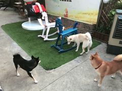 -柴犬高等学院·狗咖·柴犬售卖·宠物训练
