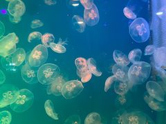 -海合安青岛极地海洋公园