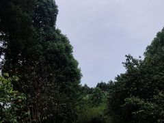 -秀丽东方