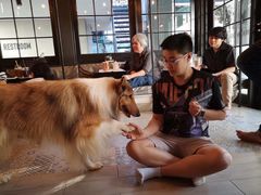 -Dog in Town Ekkamai