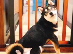 -逗柴咖啡屋·狗咖猫咖宠物桌游