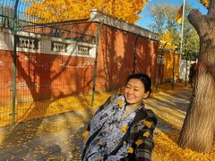 -三里屯东五街银杏大道