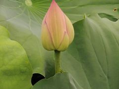 -莫催咖啡