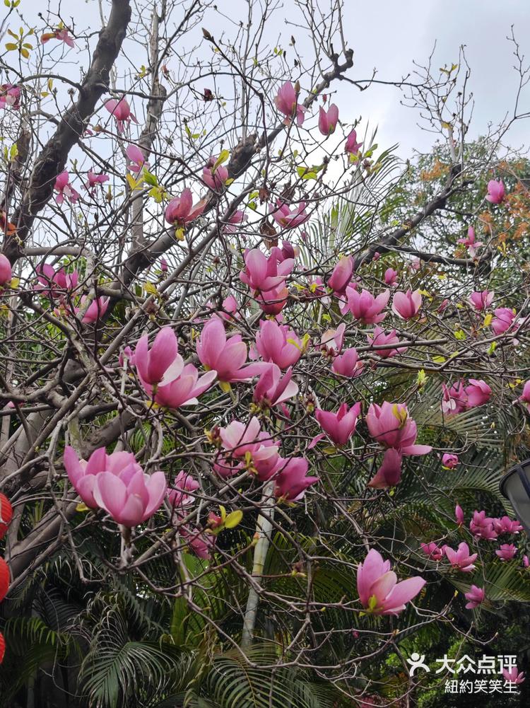 玉堂春睡十八学士月季