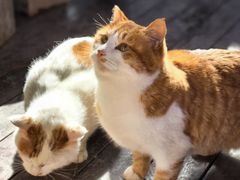 -终南山南五台景区