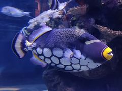 -成都浩海立方海洋公园