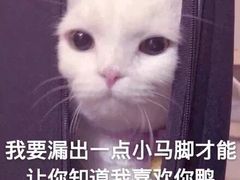 -古乐牛香·鲜牛肉牛杂火锅(新区店)