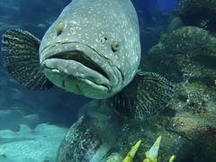 -太平洋海底世界