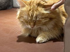 -MOCHA明星猫咖(田子坊店)