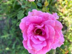 -昆山城市生态森林公园