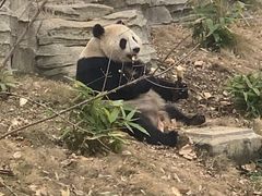 -武汉动物园