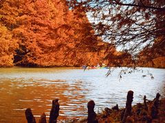 -上海海湾国家森林公园