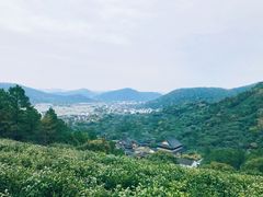 -树山生态村